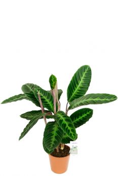 Decorum Holland Engels Pflanzen