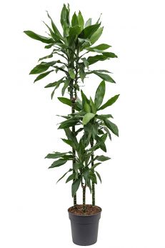 Dracaena Drachenbaum Kaufen 123zimmerpflanzen