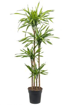Dracaena (Drachenbaum) Pflege 123zimmerpflanzen