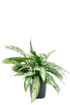 Kolbenfaden (Aglaonema) Pflege 123zimmerpflanzen