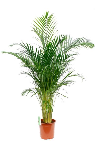 Areca pflege - 123zimmerpflanzen Areca pflege - 123zimmerpflanzen