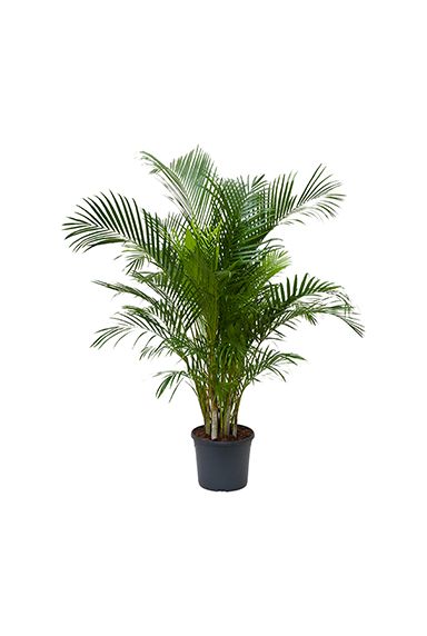 Areca pflege - 123zimmerpflanzen