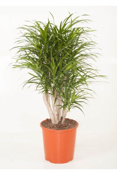 Zimmerpflanzen für im Schatten 123zimmerpflanzen