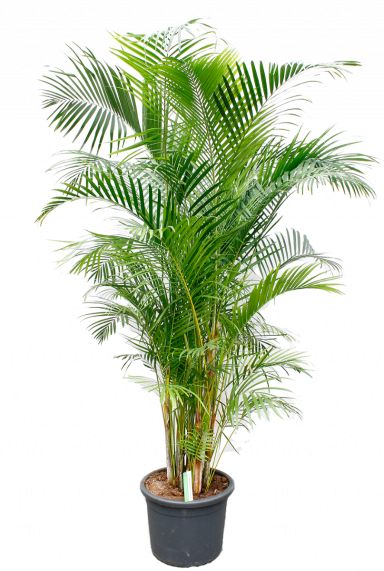 Areca pflege - 123zimmerpflanzen Areca pflege - 123zimmerpflanzen