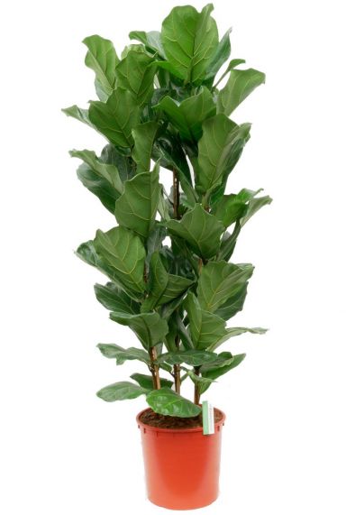 Große Zimmerpflanzen kaufen - 123zimmerpflanzen Große Zimmerpflanzen kaufen - 123zimmerpflanzen