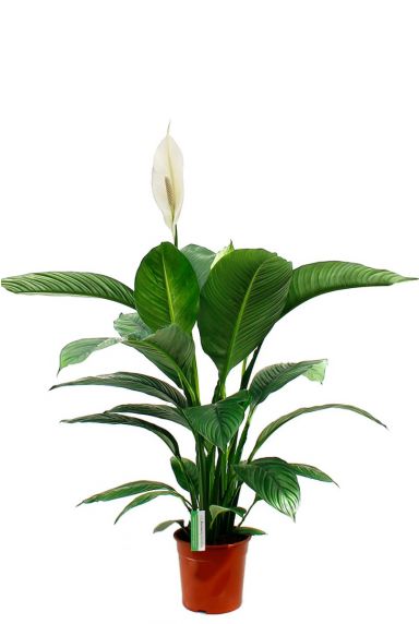 Einblatt (Spathiphyllum) Pflege 123zimmerpflanzen