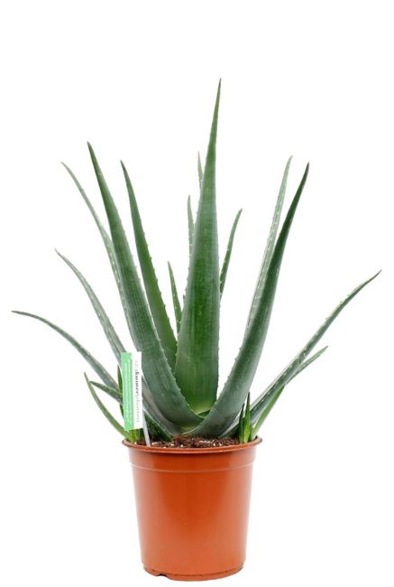 Aloe vera barbadensis zimmerpflanze