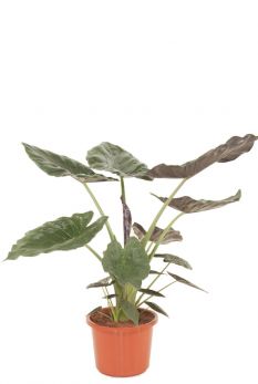 Alocasia Elefantenohr Pflege 123zimmerpflanzen