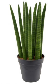 Sansevieria (Bogenhanf) Pflege 123zimmerpflanzen