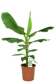 Bananepflanze (Musa) Pflege 123zimmerpflanzen