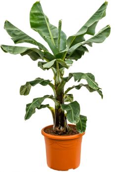 Bananenpflanze (Musa) kaufen? 123zimmerpflanzen