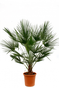 Hanfpalme (Trachycarpus ) Pflege 123zimmerpflanzen