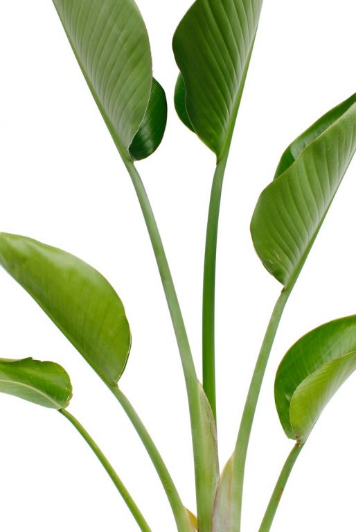 Rhaphidaphora Korthalsii