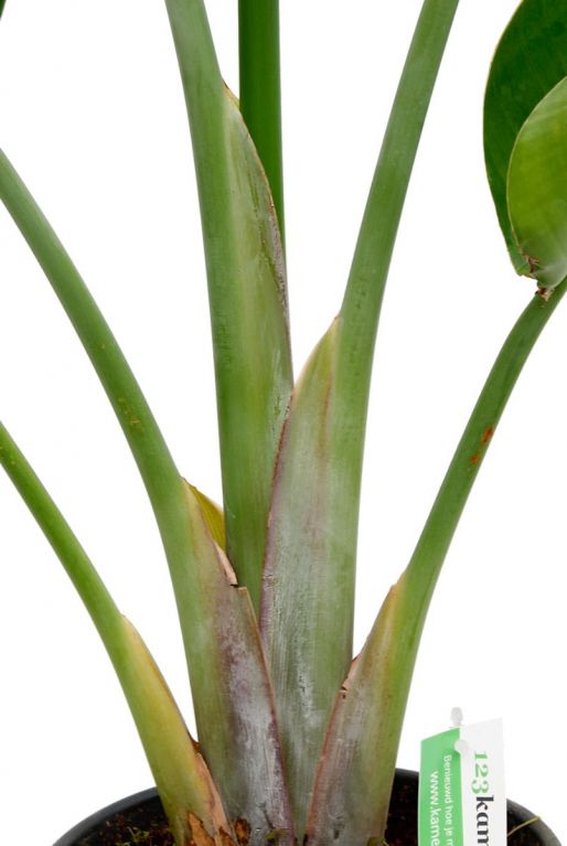 Monstera Siltepecana