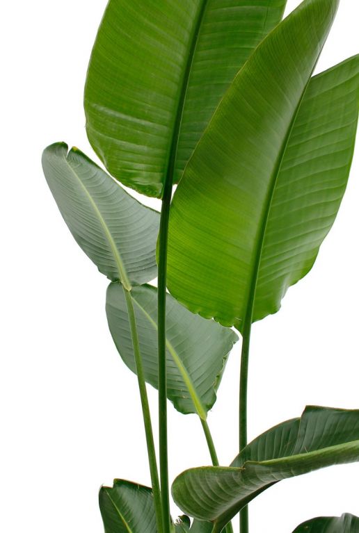 Alocasia Ninja