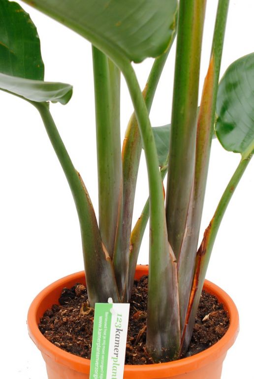 Alocasia Branchifolia Pink Passion blad