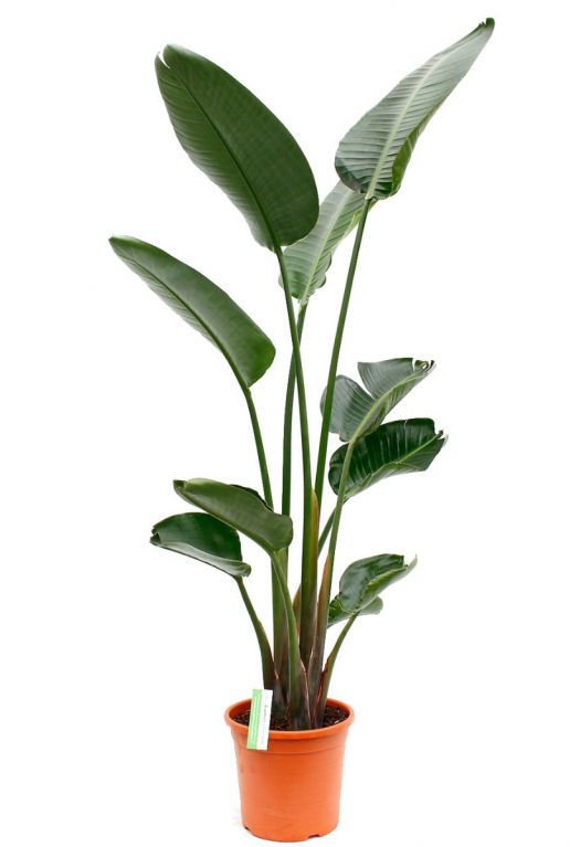 Monstera Siltepecana