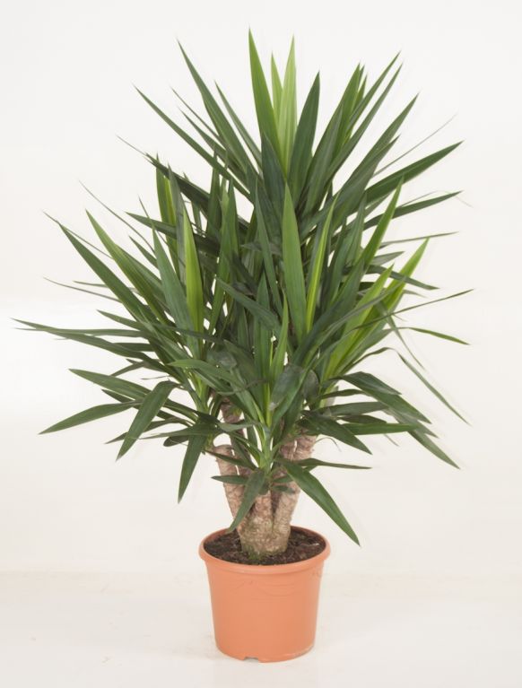 Yucca