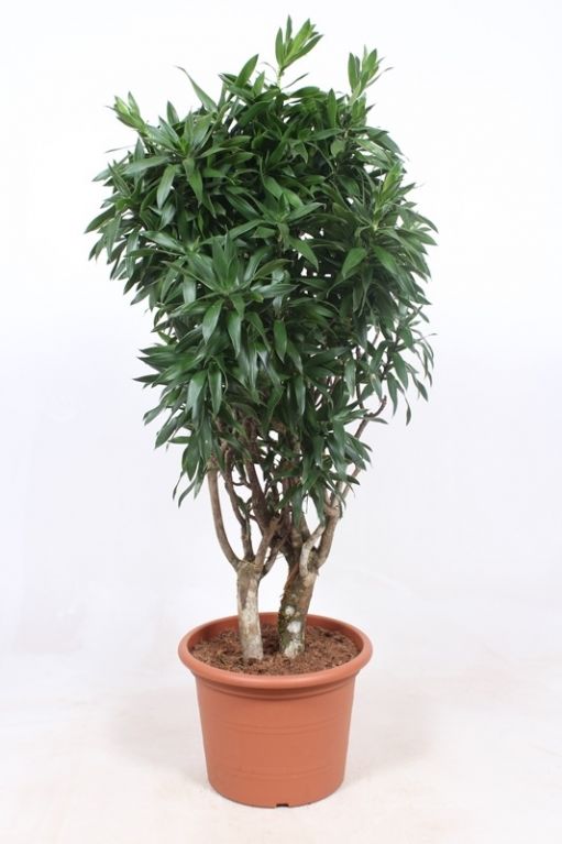 Dracaena reflexa