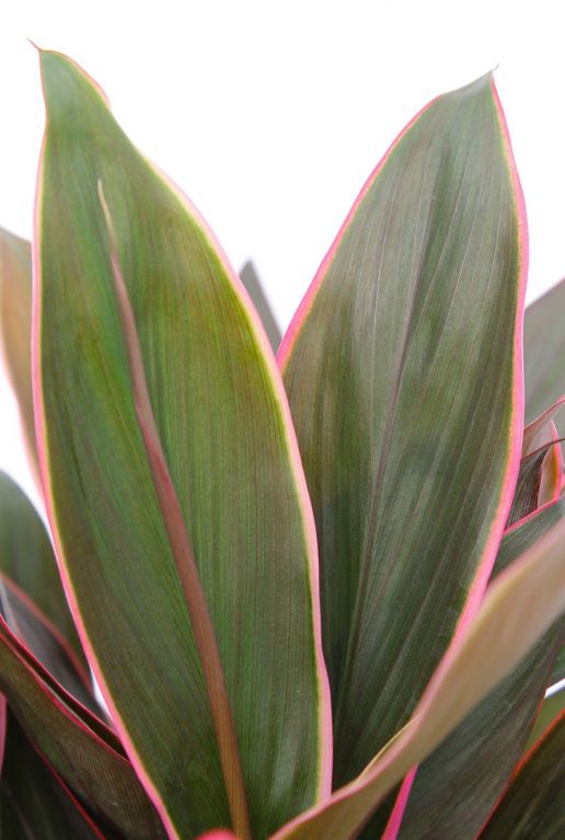 Cordyline Rumba