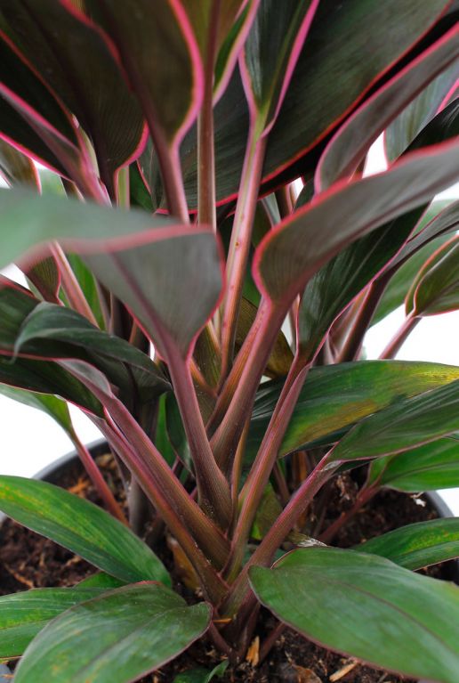 Cordyline Rumba