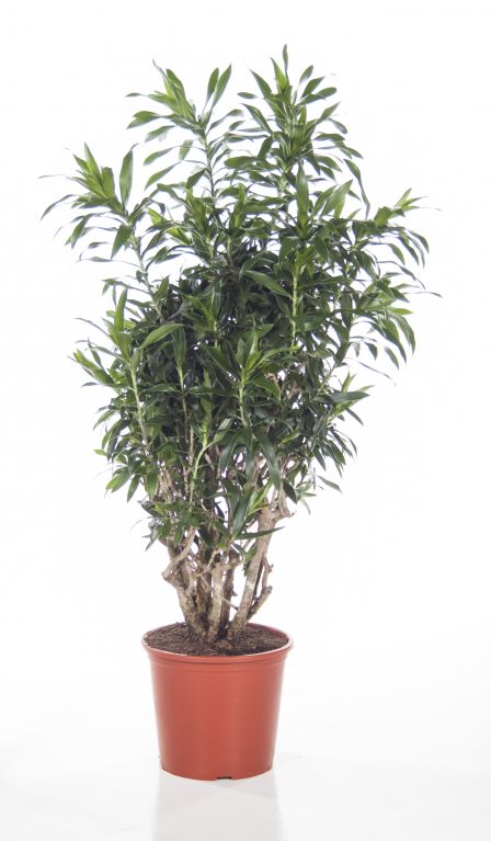 Dracaena reflexa
