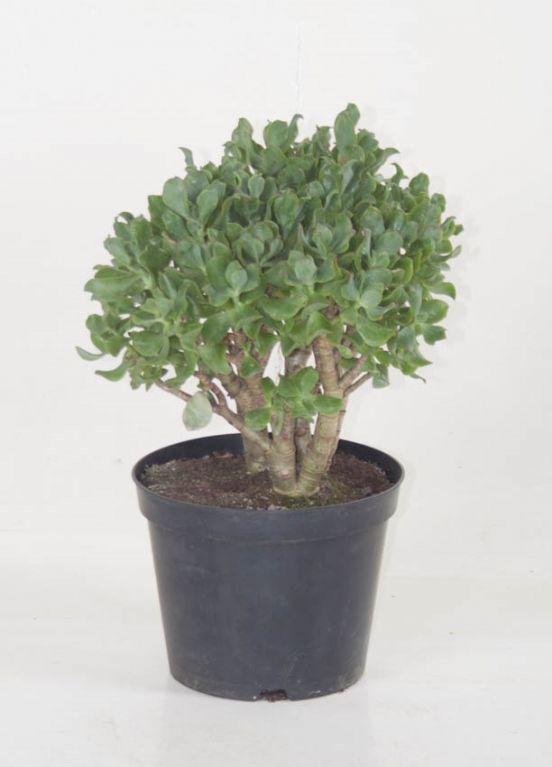 Crassula