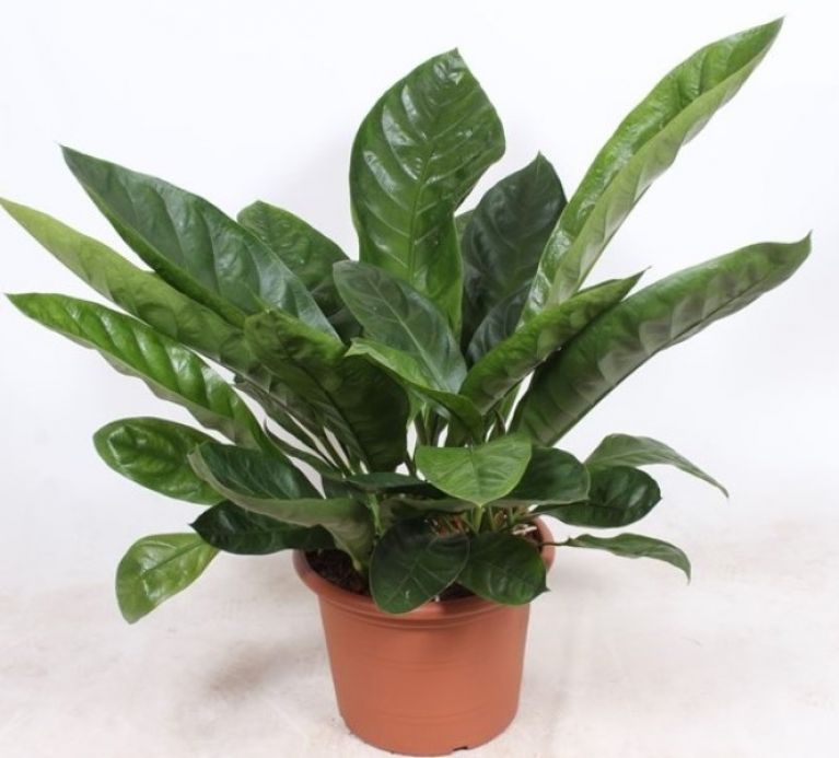 Anthurium Antingo