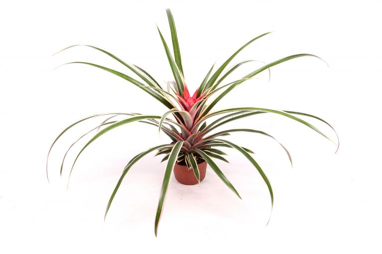 Ananas Variegatus