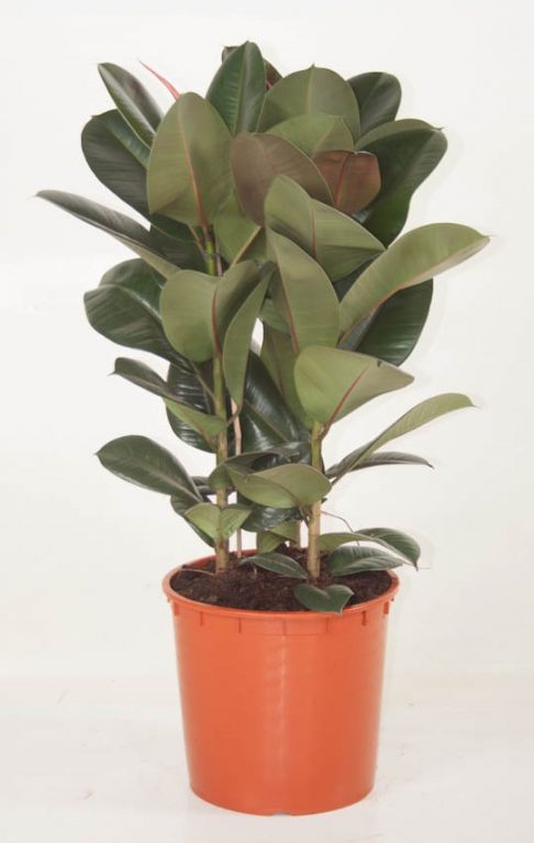 Ficus Robusta