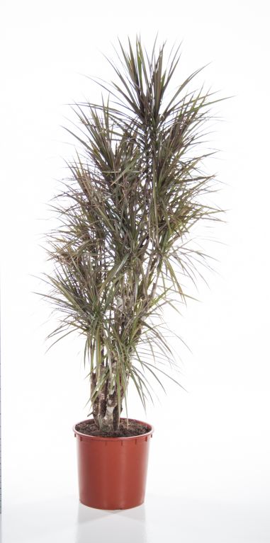 Dracaena Bicolor