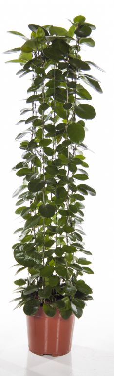 Hoya Australis