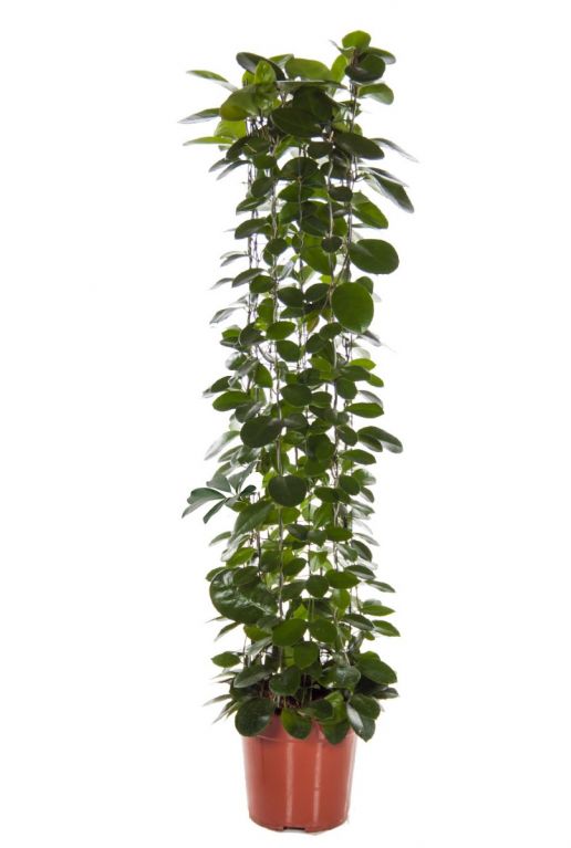 Hoya Australis