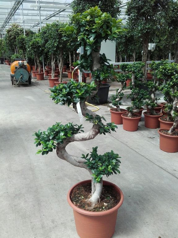 Ficus Microcarpa