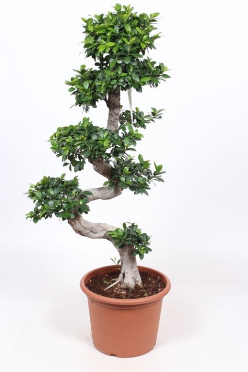 Ficus Microcarpa