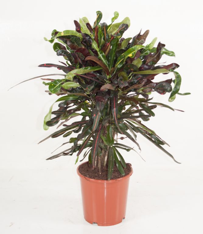 variegatum Mammi