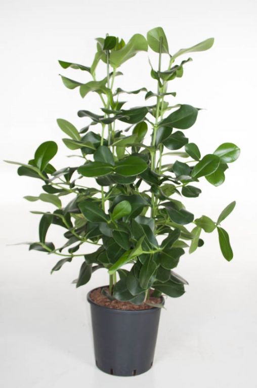 Clusia Rosea