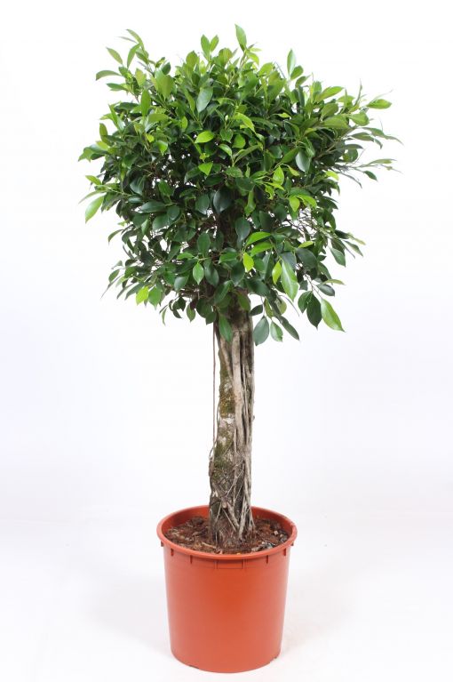 Ficus Nitida