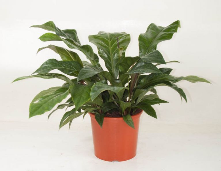 Anthurium Antingo