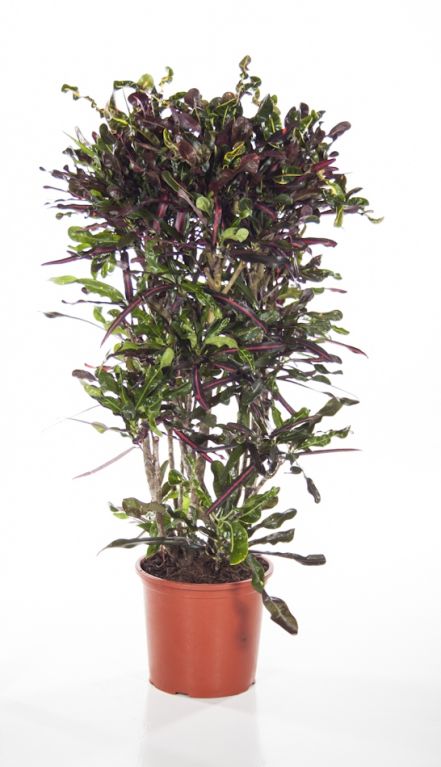 Croton Mammi