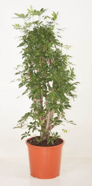 Schefflera Luseana