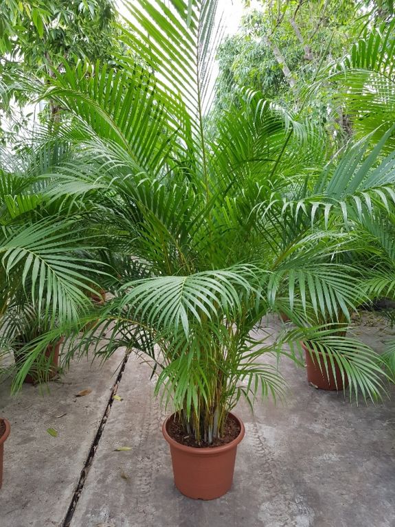 Areca (chrysalidoc.) lutescens