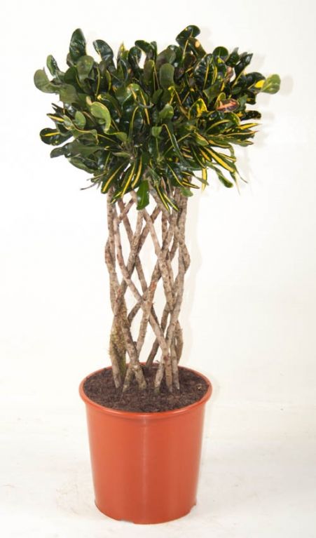 variegatum Mammi
