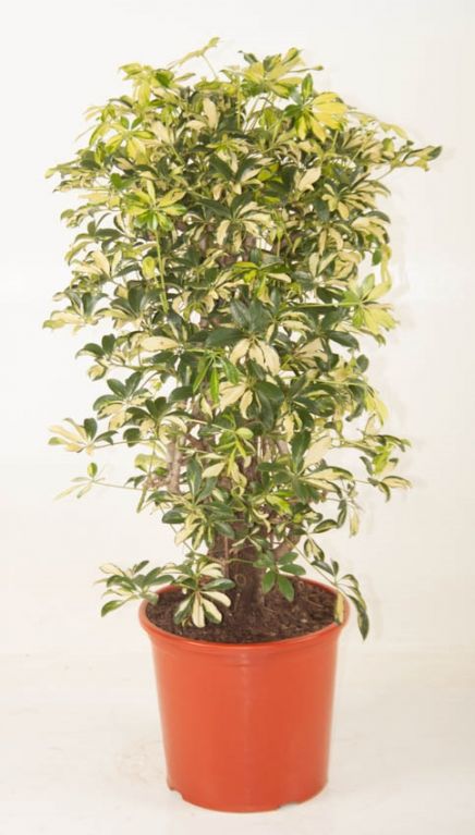 Schefflera Trinette