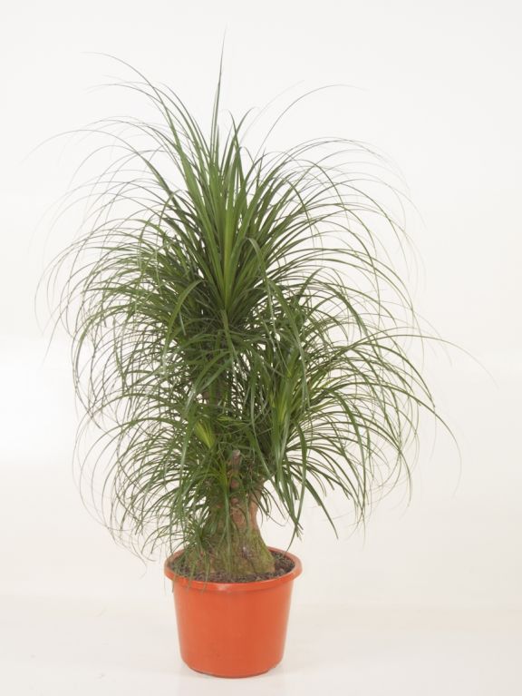 Beaucarnea Recurvata