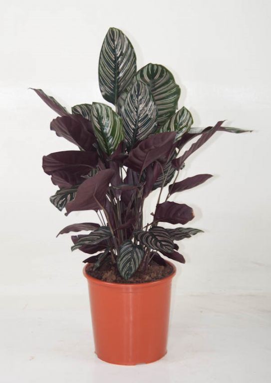 Calathea Ornata
