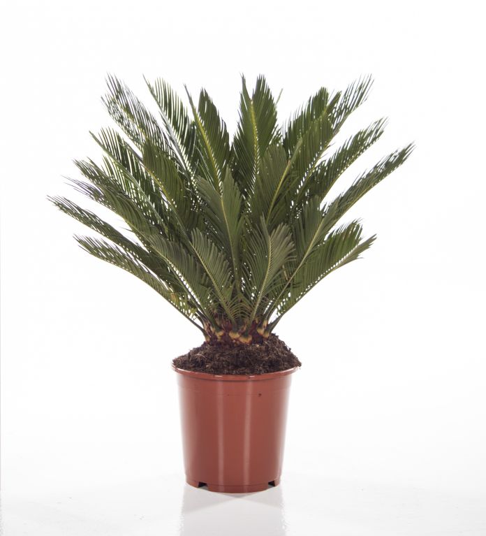 Cycas Revoluta