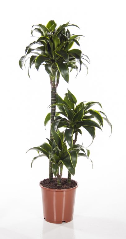 Dracaena  Dorado