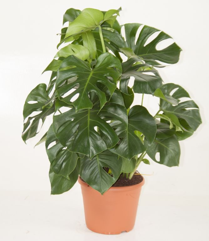 Monstera Deliciosa