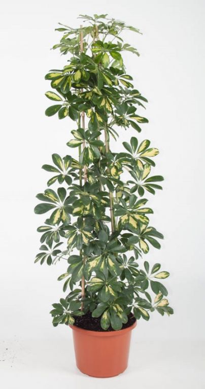 Schefflera Gold Capella